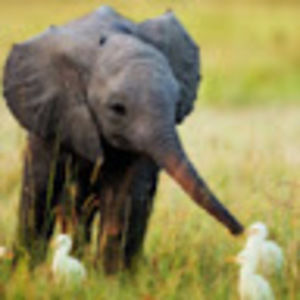 Meet your Posher, Avery